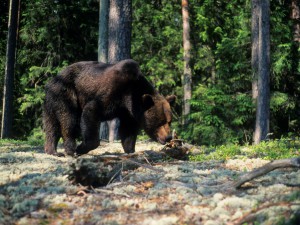 destino-estonia-oso-naturaleza-viajes