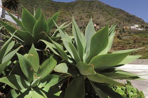 especial-viajes-turismo-gomera-2