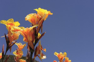 especial-viajes-turismo-gomera-flor