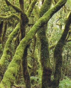 especial-viajes-turismo-gomera-parque