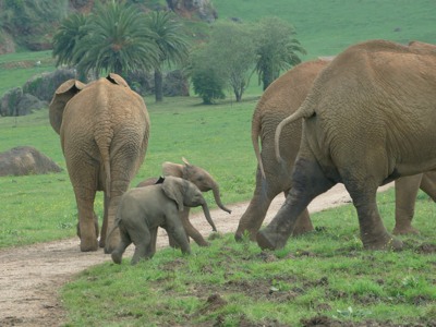 parque-cabarceno-cantabria-elefantes