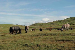 destino_irlanda_viaje_animales_naturaleza