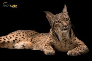 An endangered Iberian lynx (Lynx pardinus) at the Madrid Zoo. This cat has made a remarkable comeback on the Iberian peninsula thanks to captive breeding efforts of both the Lynx and their primary prey, wild rabbits.  From a low of approximately 90 Lynx a few years ago, there are more than 400 Lynx today.